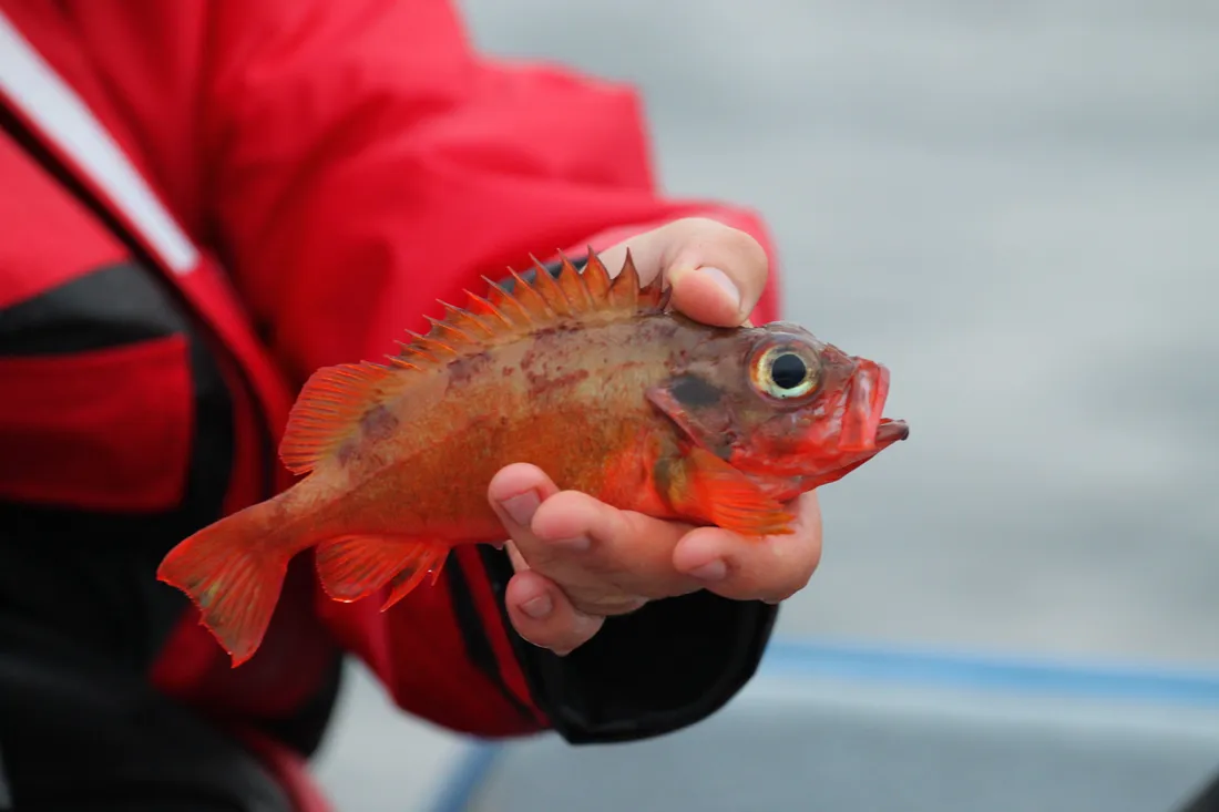 붉은볼락(Sebastes mentella), 오션퍼치