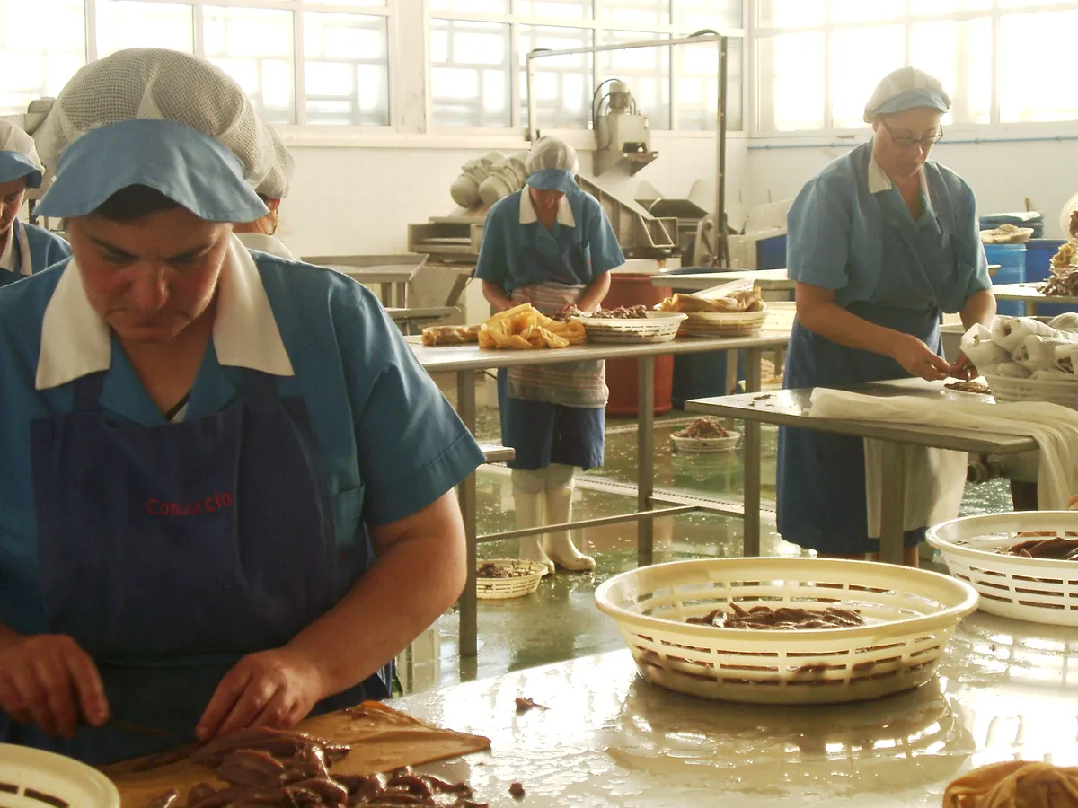 Workers grading and packing fish on an Ocean Choice processing line
