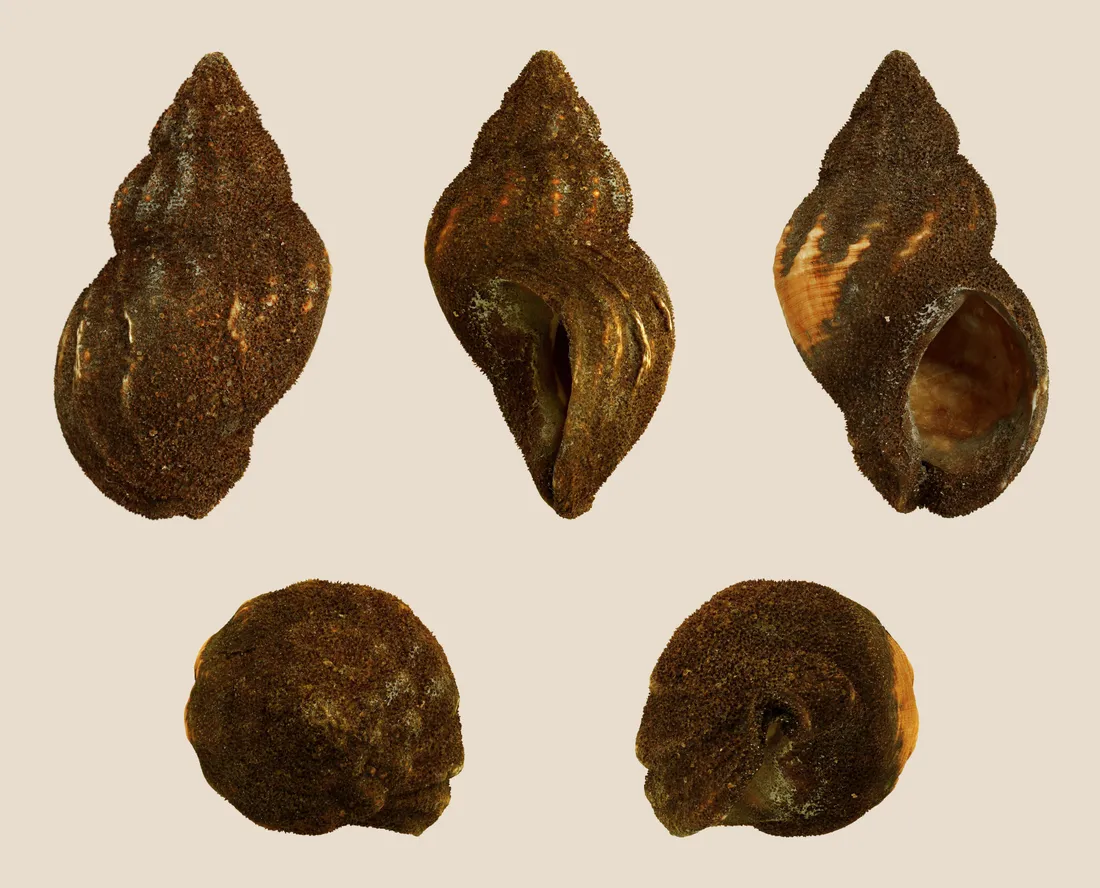 Common whelk (Buccinum undatum) shells